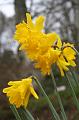 Daffodil, Cloudehill Gardens IMG_6517